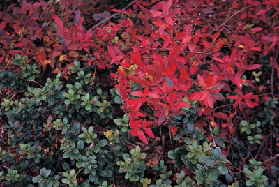 Lingonberry and lowbush blueberry in fall