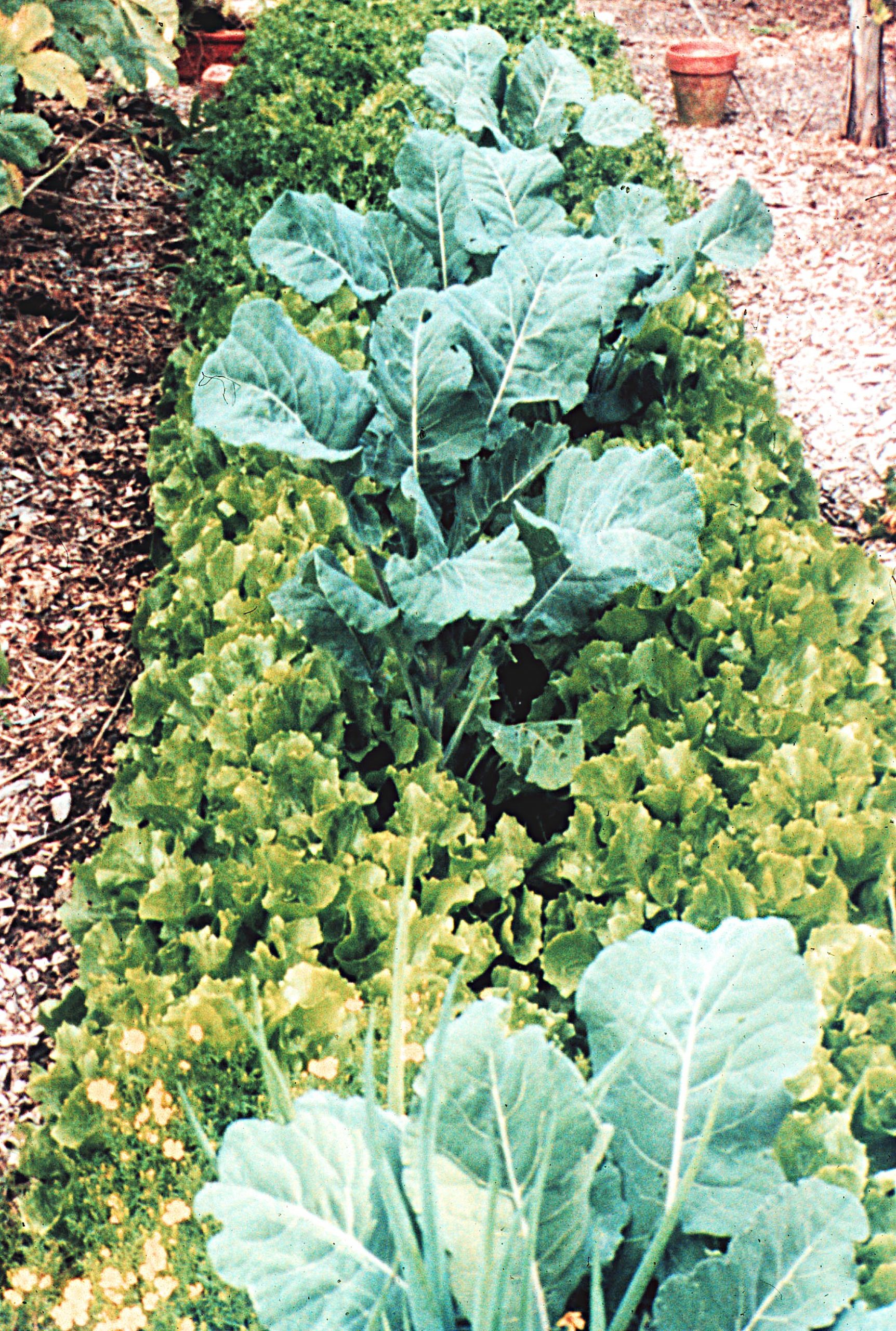 Bed of broccoli & endive