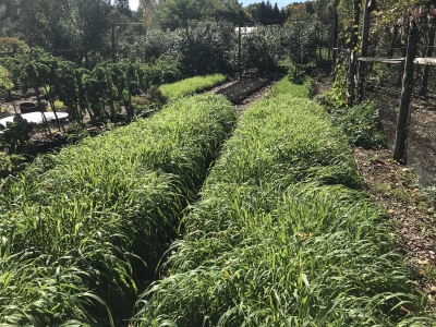 Oat cover crop