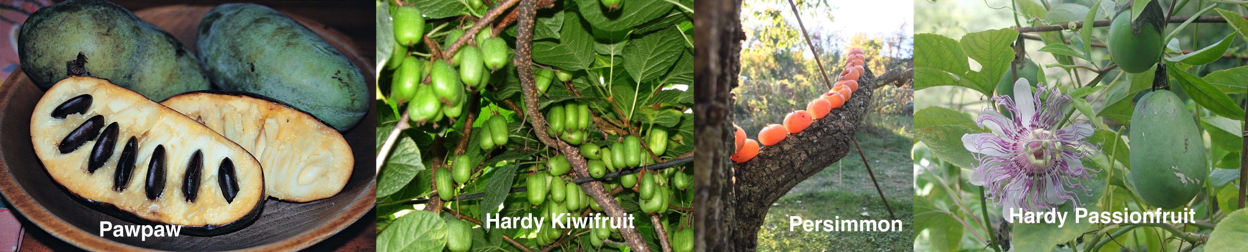 Pawpaw, kiwi, persimmon, passionfruit