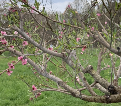 Peach, hedged, flowering