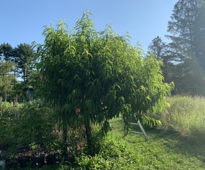 Peach tree, before hedging