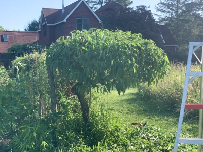 Peach tree, hedged