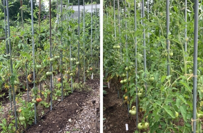 Weakly & vigorous tomato beds