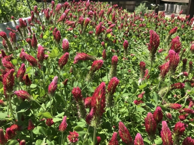 Crimson clover