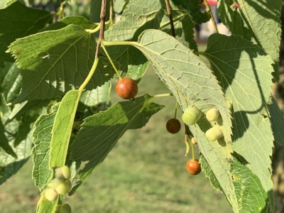 Hackberry fruit