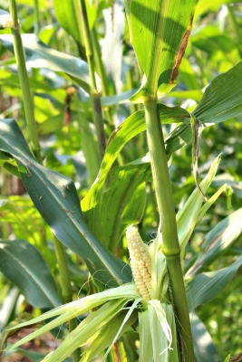 corn on stalk