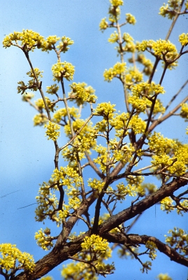 Cornelian cherry flowers