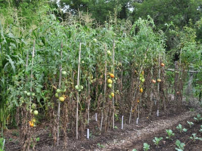 Diseased tomato plants
