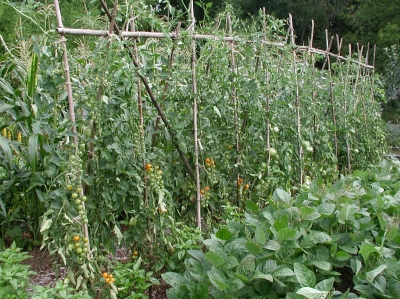 Staked tomatoes