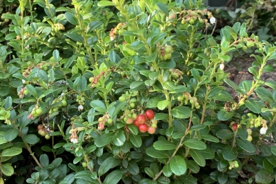 Lingonberry fruit and flowers