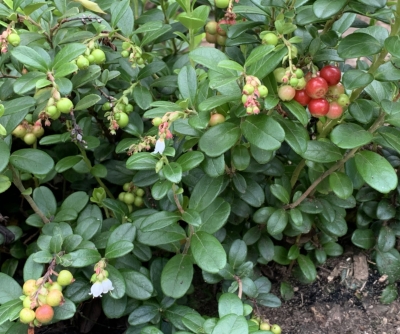 Lingonberry fruit and flowers