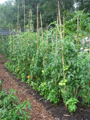 Staked tomatoes