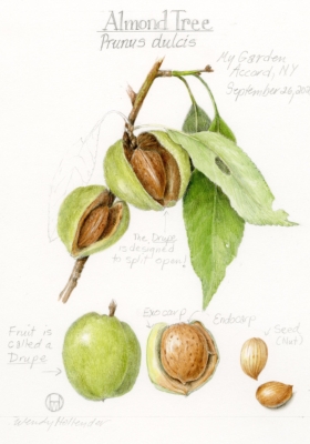 Almond Illustration, by Wendy