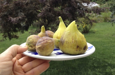 Some figs on a plate