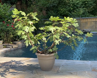 Potted fig tree