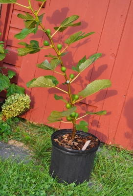Potted fig with fruit