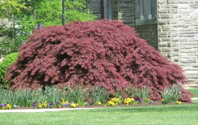 Japanese maple