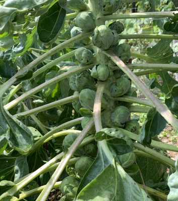 Brussels sprouts on plant