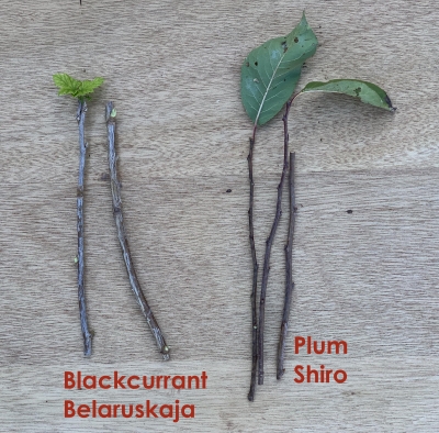 Blackcurrant and plum cuttings