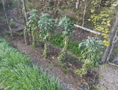 View of bed of Brussels sprouts