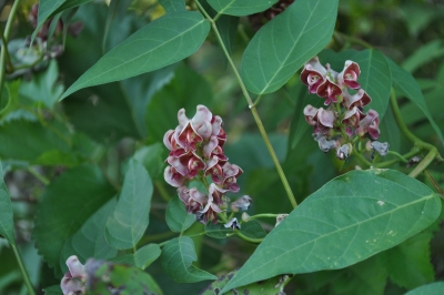 Groundnut flowers