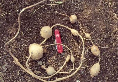 Groundnut tubers