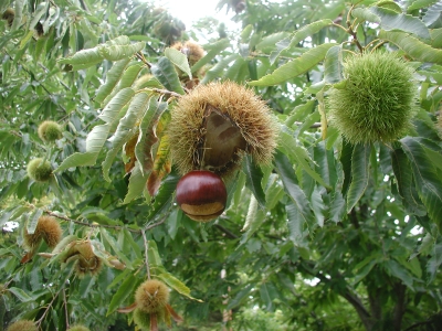 Chestnut falling from its burr