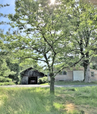 Chestnut tree in summer