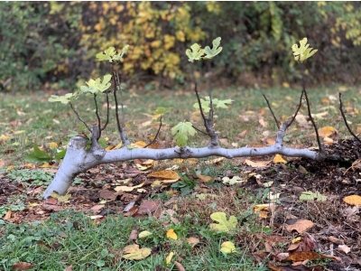 Espalier fig outdoors