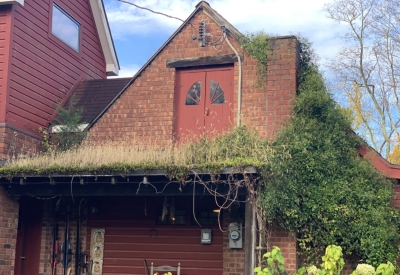 More weeds on roof