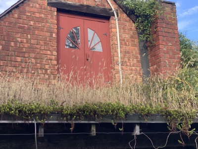 Roof with weeds