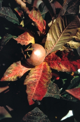 Medlar in fall