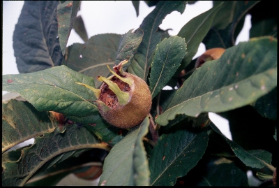 Medlar fruit  in summer