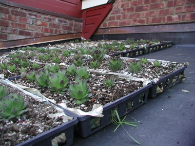 Hens-and-chicks in trays