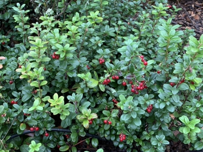Lingonberry fruiting