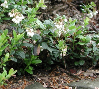 Lingonberry flowering