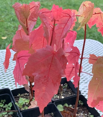 Red maple seedlings
