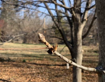 Shellbark hickory buds