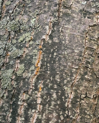 Blight on chestnut bark