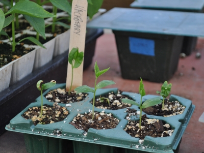 Hackberry seedlings 2013; trees now 15' tall!