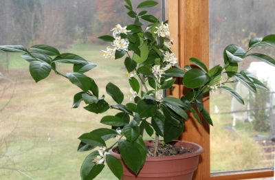 Meyer lemon in bloom