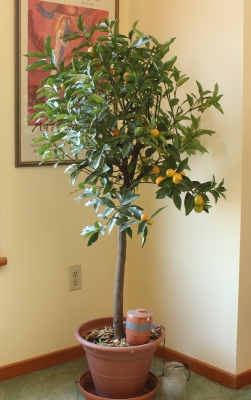 Potted kumquat