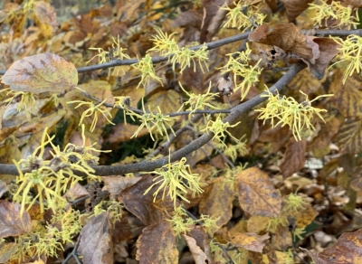 Arnold's Promise witchhazel