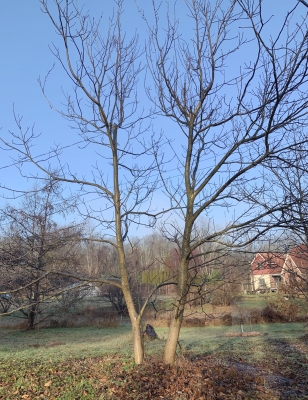 English walnut trees, 15 years ol