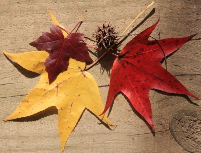 Sweetgum leaves & gumballs