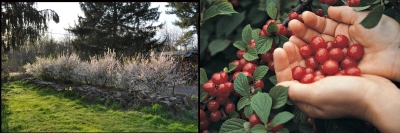 Nanking cherry spring and summer