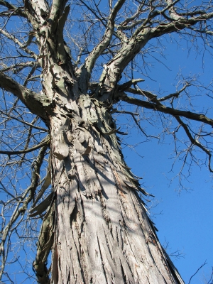 Shagbark hickory