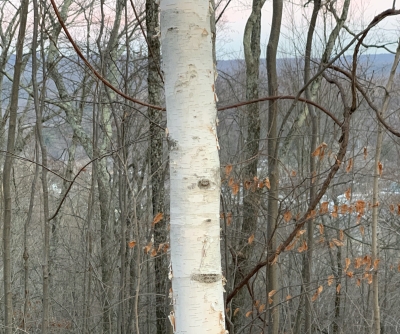 Paper birch bark