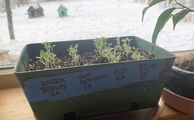 Lettuce sprouting in flat